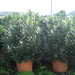 Nerium Oleander14