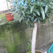 Nerium Oleander 1016