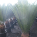 Cycas 687