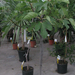 Ficus Carica 854