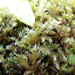 Fiatal magoncok (P.vulgaris)