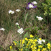 Homoki pimpó (Potentilla arenaria)