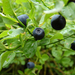 Fekete áfonya (Vaccinium myrtillus)
