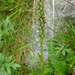 Halvány bibircsvirág (Pseudorchis albida)