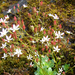 Csillagos kőtörőfű (Saxifraga stellaris)