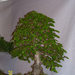 Höchstetten Bonsai48