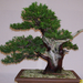 Pratteln bonsai5