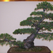 Pratteln Bonsai13