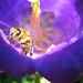 A polen fogságában