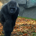 Nyugati síkvidéki gorilla - Gorilla gorilla gorilla (DSCF4601)