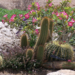 Adenium kaktuszokkal.png
