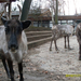 Nyíregyháza Zoo 2010 (71)