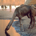 camel-watering-hole-steinmetz-525373-ga