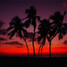 sunset-palm-trees-gehman-88192-ga