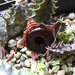 huernia zebrina flower3