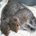 16 squirrels 120113