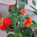 Lantana (sétányrózsa)