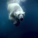 underwater-polar-bear 2925