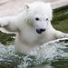 GD6861492@Female-polar-bear-Flo-8744