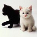 macskák feketén-fehéren