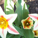 tulipán 1762