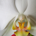 orchidea 2070