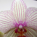Orchidea 3059