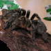 Aragorn, az Aphonopelma seemanni 2