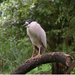 Fekete-koronás Night Heron