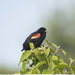 Vörös szárnyú Blackbird