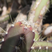 Jardín de Cactus[073] resize