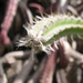Jardín de Cactus[074] resize