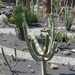 Jardín de Cactus[120] resize