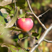 Őszi alma 2