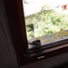 Kismadár az ablakban