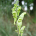 Gyújtoványfűfaj (Linaria sp.) II