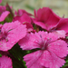 Törökszegfű (Dianthus barbatus) II