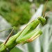 Imádkozó sáska (Mantis religiosa) II