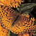 Aphrodite Fritillary (Medium)