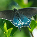 PipevineSwallowtail2 (Medium)