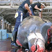 whaling-in-japan-is-resposible-for-the-extiction-of-whales 7548