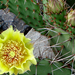 Opuntia phaeacantha