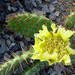 Opuntia phaeacantha camanchica