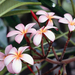 Frangipani Flowers