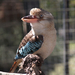 Caversham Wildlife Park Kookabura 1