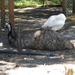 Caversham Wildlife Park Emu