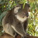 Caversham Wildlife Park 346.jpg koala