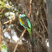 Kalbarri - Rainbow Jungle 027.jpg átm