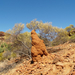 Kalbarri National Park - The Loop 054.jpg átm