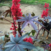 ricinus